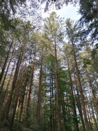 daglezja ujsoly